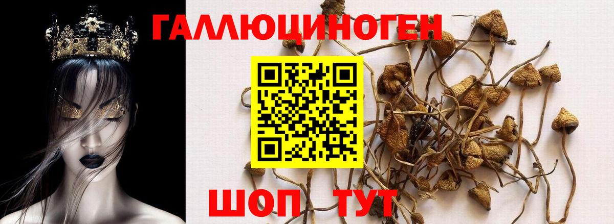 Краснознаменск  Псилоцибиновые грибы мицелий  Вход с VPN  Галлюциногенные грибы Psilocybine cubensis 